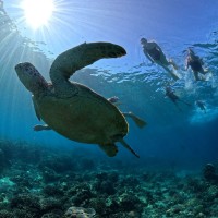 TAIJI Z BALI NA BALI